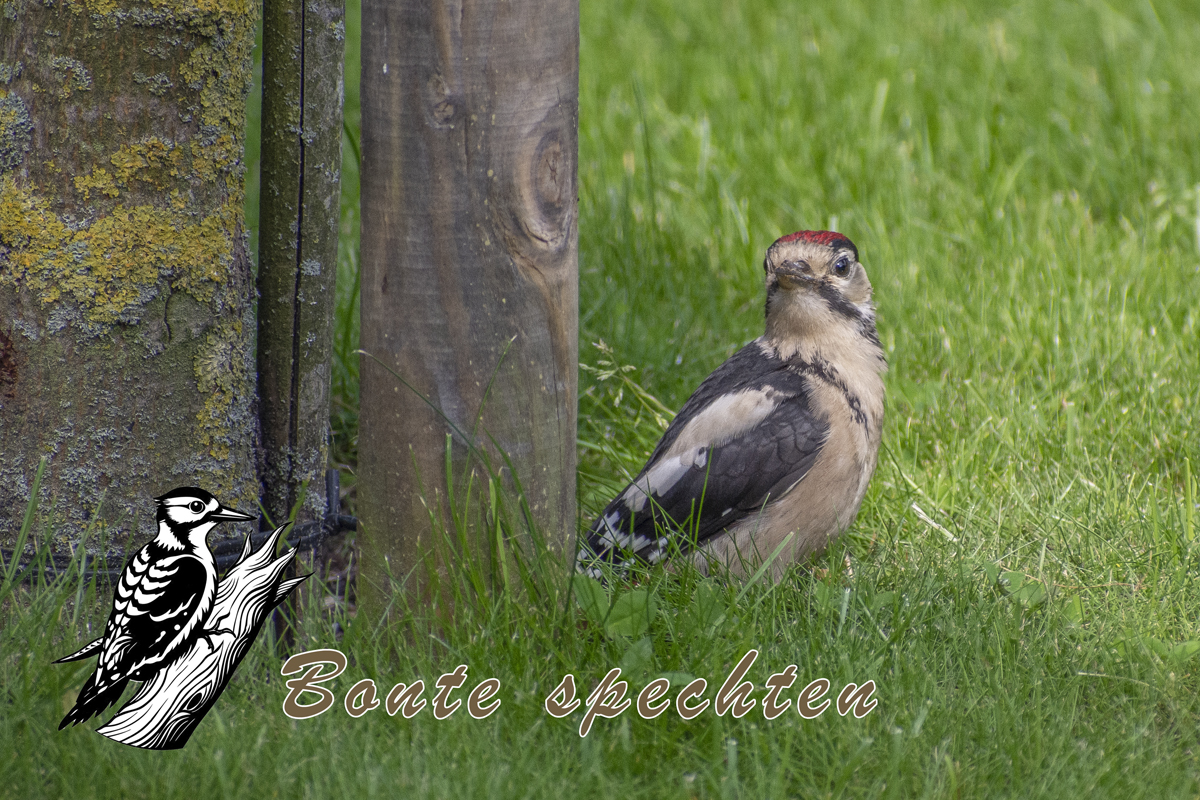 Bonte Specht